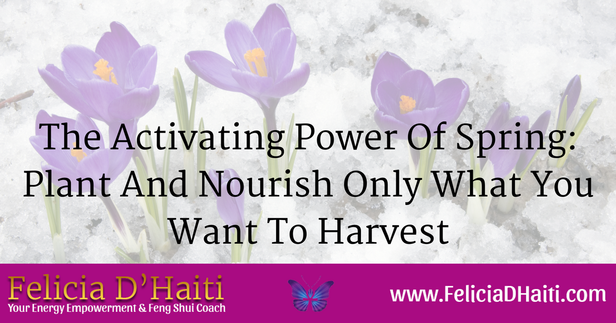 The Activating Power Of Spring: Plant And Nourish Only What You Want To Harvest